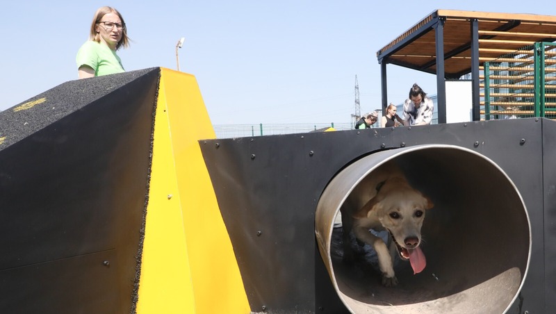 Фестиваль для собак состоится 17 января во Фрунзенском районе Петербурга
