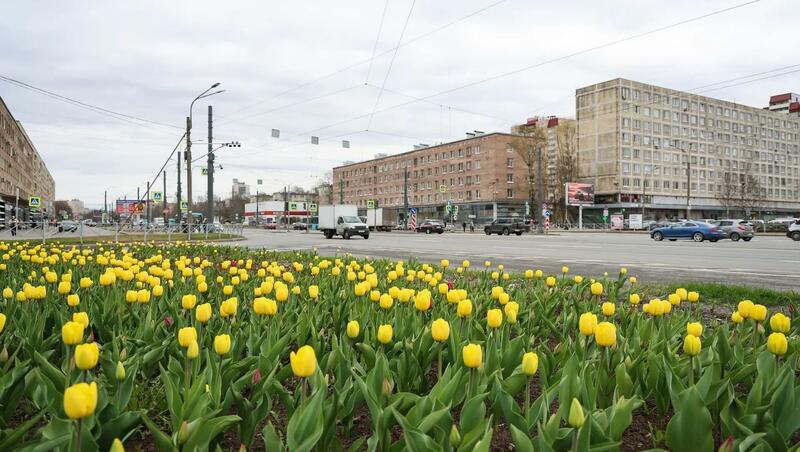 Первые тюльпаны распустились на улицах Петербурга раньше обычного