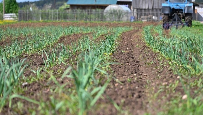 Прикамье — в топ-10 регионов по производству органической продукции по итогам 2025 года