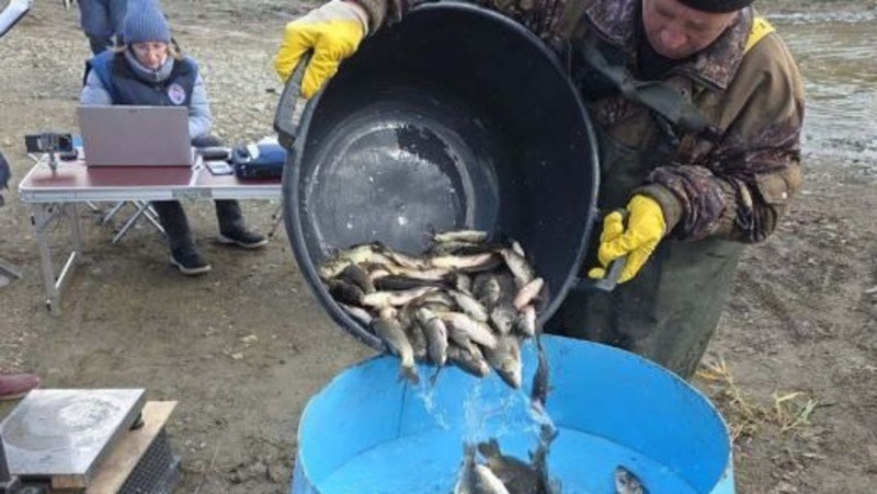 Более 24 тыс. мальков сазана выпустили в уральские водоёмы