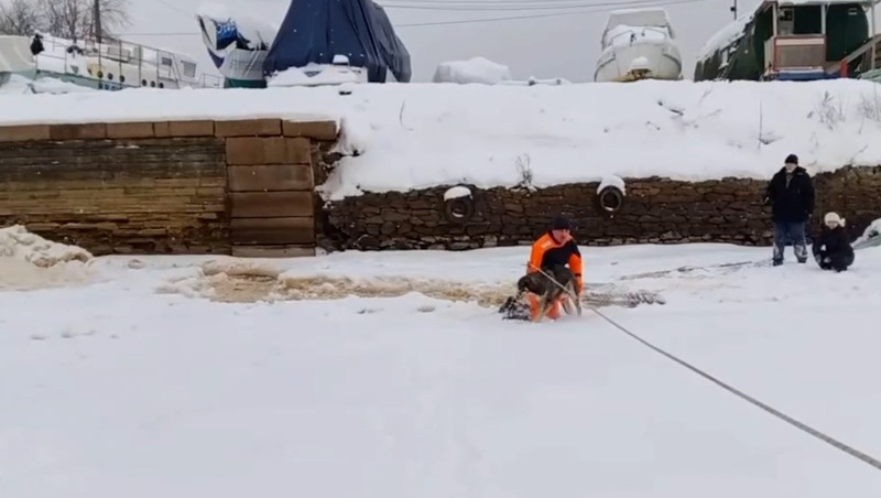 Провалившуюся под лёд собаку спасли в Ленобласти