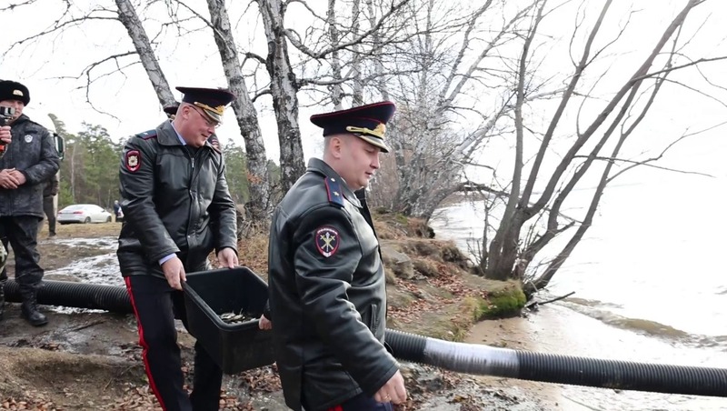 400 тыс. мальков сазана выпустили в водохранилище Челябинска