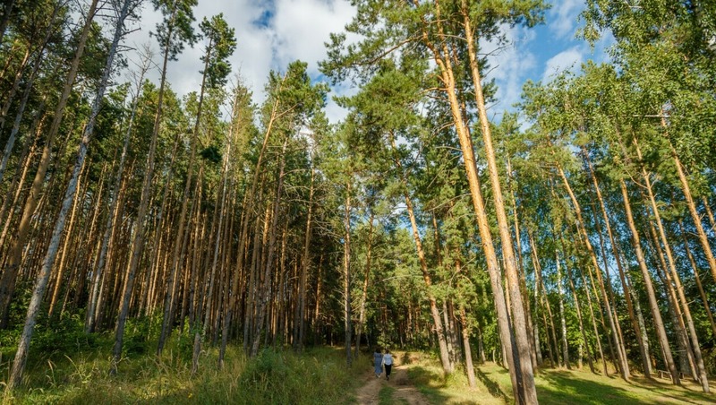 225 мест отдыха благоустроят в лесах Татарстана