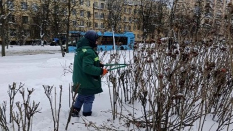 Зимнюю обрезку растений проводят в Кировском районе Петербурга