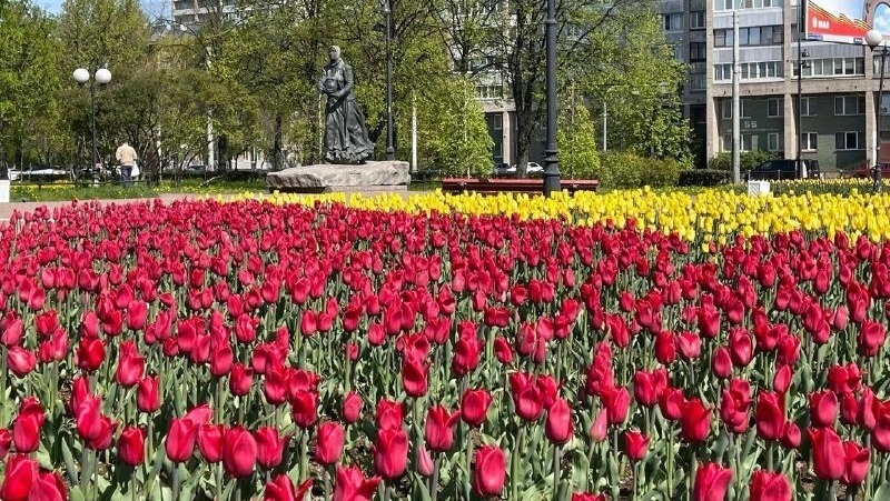 В Красногвардейском районе зацвели более 23 тыс. тюльпанов