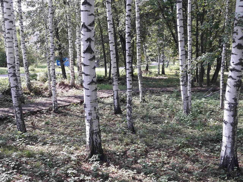 Охранный режим для 187 памятников природы установят в Воронеже