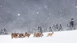 Куда поехать в России зимой: ТОП‑15 самых красивых и интересных мест