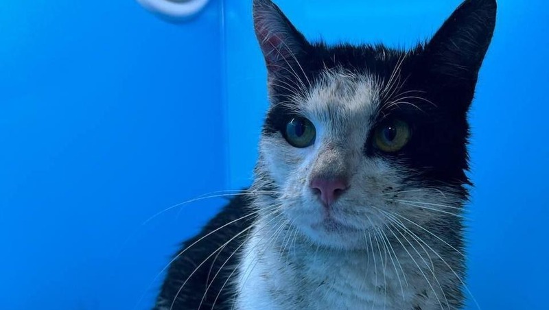 Кота, застрявшего на набережной канала Грибоедова, спасли