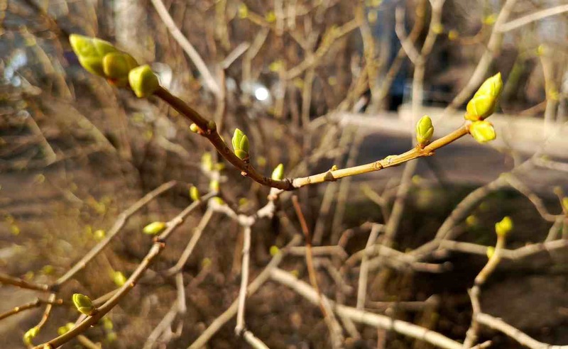 Более 73 тыс. деревьев высадят в Воронежской области в рамках акции «Сад памяти»