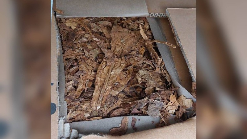 55,7 тонны заражённого табака не пропустили в порт Петербурга