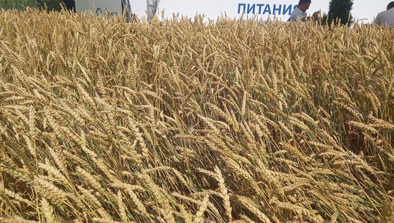 Завод по глубокой переработке зерна заработает в Татарстане в 2028 году