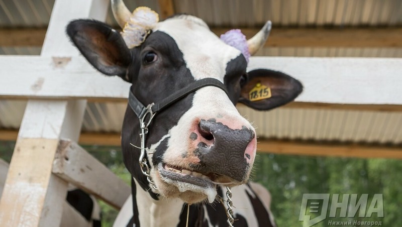 На 20% увеличилось производство мяса в Нижегородской области