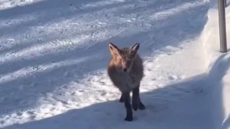 Раненого лисёнка выхаживают в музее-заповеднике «Парк Монрепо» в Ленобласти