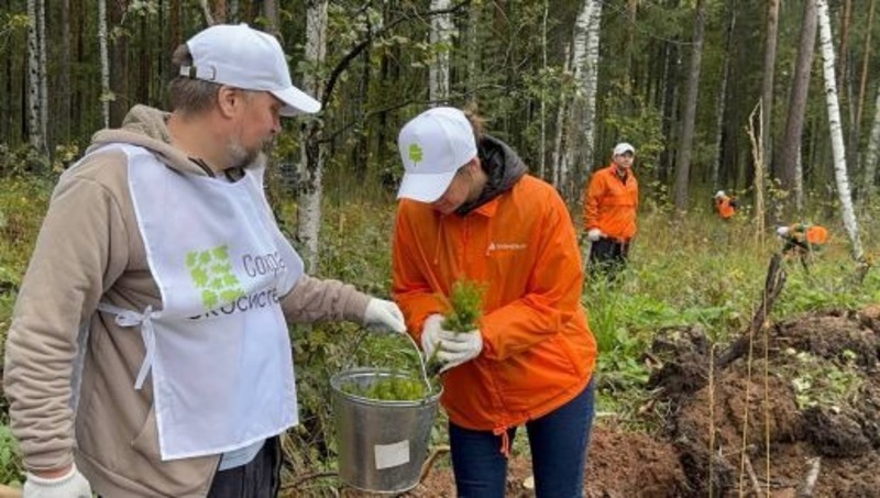 5,6 тыс. сеянцев посадили в рамках акции «Сохраним лес» в регионе