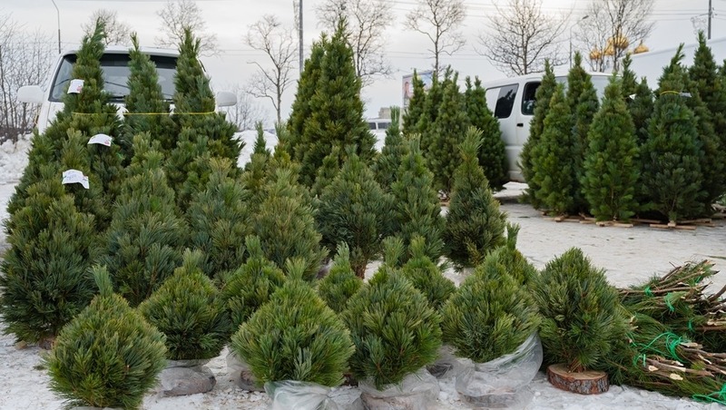 Елочный базар откроется 15 декабря в Магадане