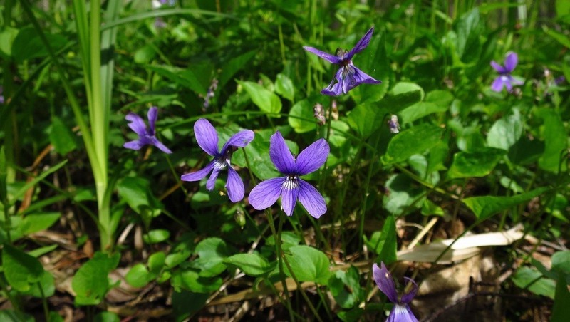 116 тысяч фиалок высадят к концу апреля — началу мая в Петербурге