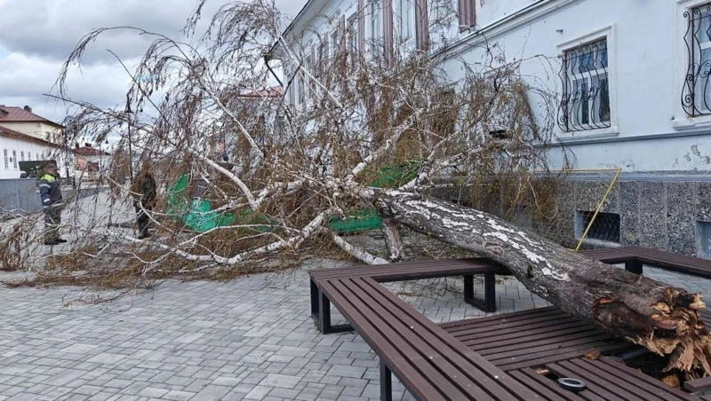 Береза едва не разбила бюсты героев: на Мемориале Памяти в Елабуге упало дерево
