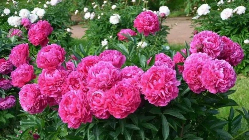 Более 5 300 цветов высадят на клумбах города в 2026 году 