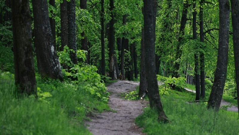 5 тыс. га лесов восстановили и высадили в Татарстане в 2025 году