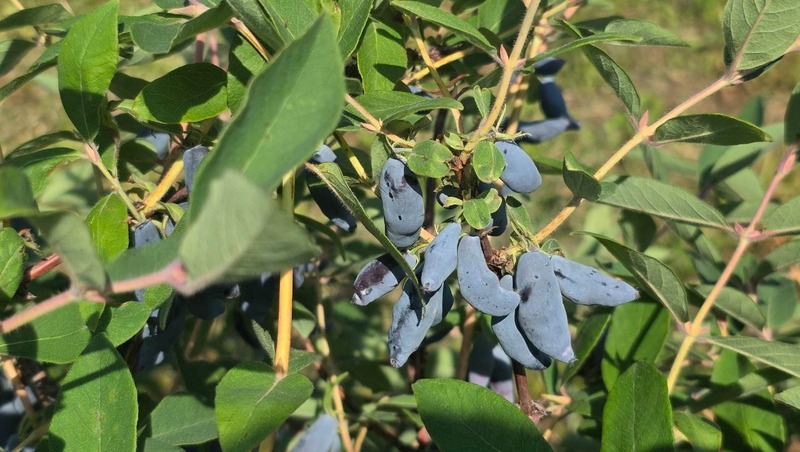 Ученые доказали: магаданская жимолость — самая полезная для человека