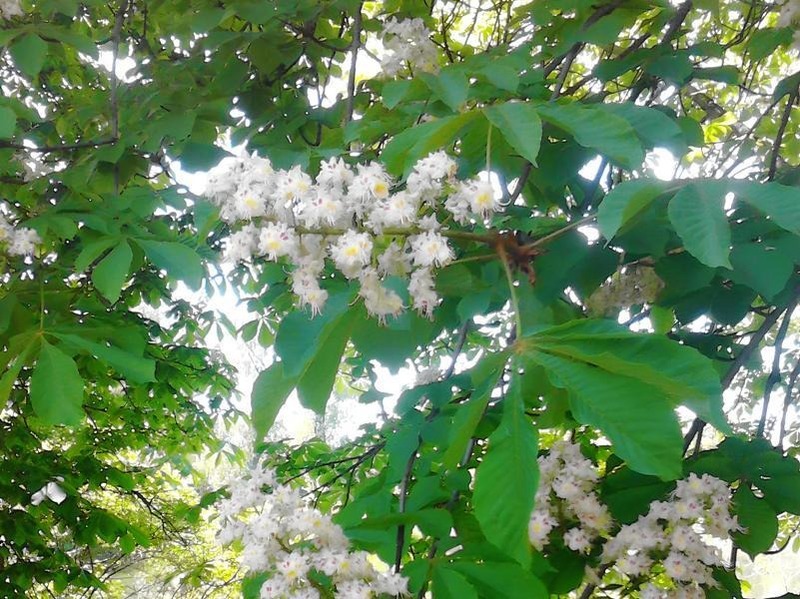 В Самаре вдоль Московского шоссе и Ново-Садовой высадили более 100 каштанов