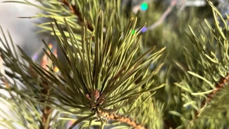 Пункты приёма новогодних ёлок открыли в Пермском крае