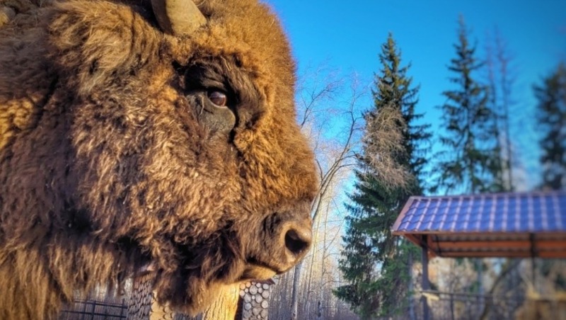 Всемирный день защиты животных отметят в Большереченском зоопарке 4 октября