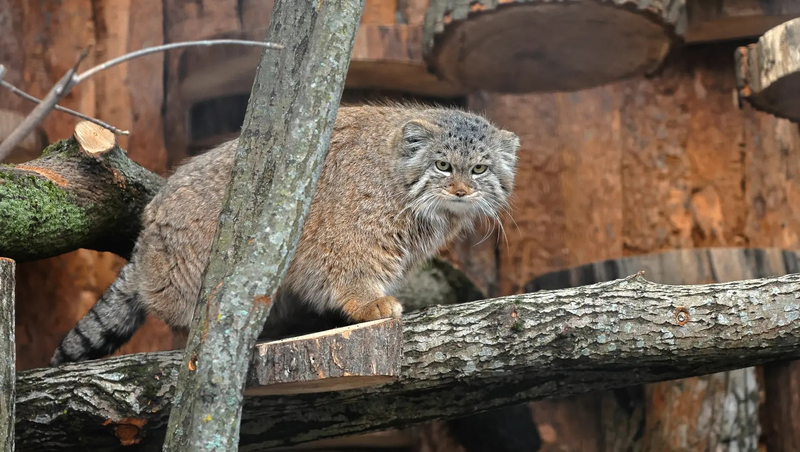 День манула состоится 26 апреля в Ленинградском зоопарке Петербурга