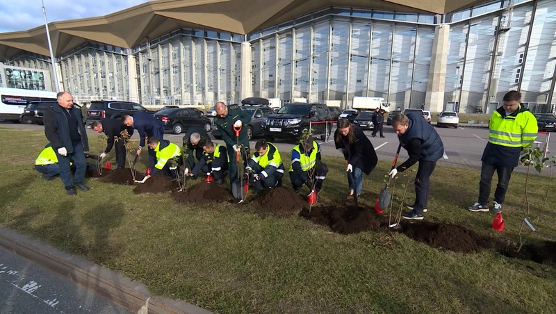 Аллею в честь ленинградских лётчиков высадили рядом с аэропортом Пулково