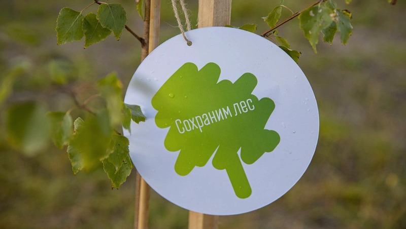 100 тыс. деревьев высадили во Владимирской области в ходе экологической акции