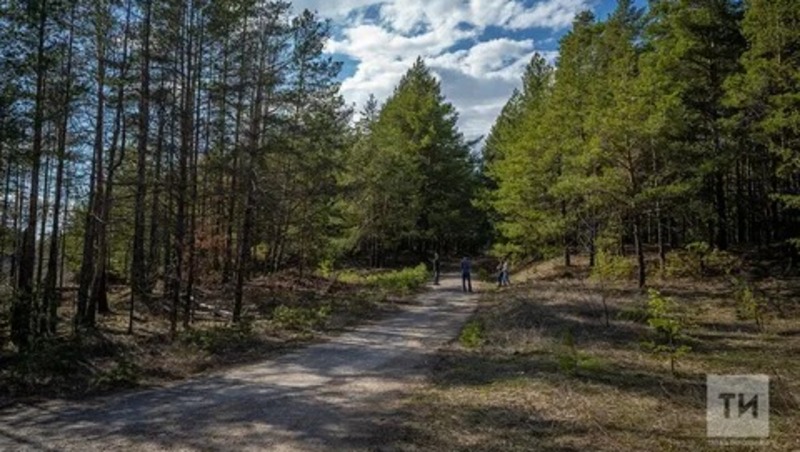 1700 га леса восстановили в Татарстане