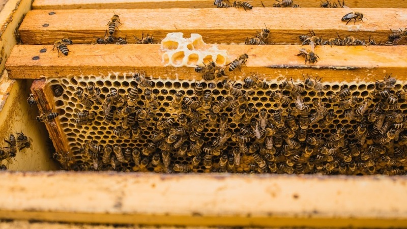 В каком состоянии производство меда в Приморье, рассказали специалисты