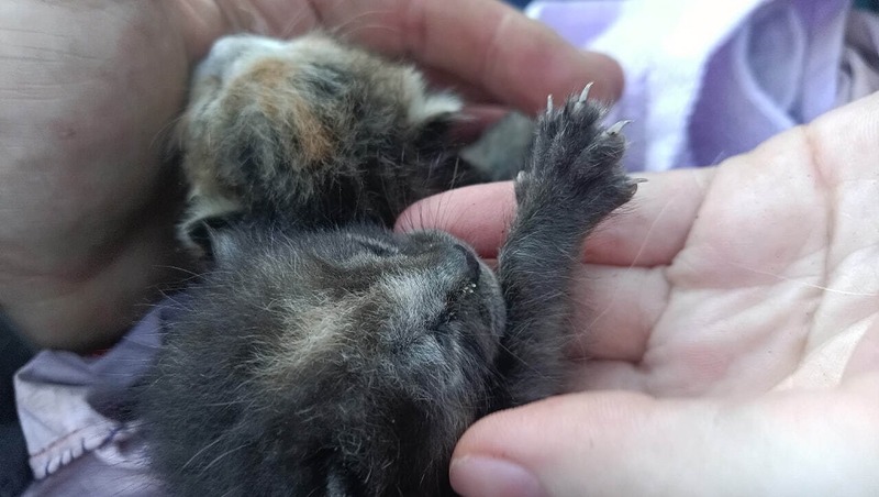 Крошечных котят спасли из заброшенного дома в Ленобласти 