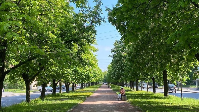 В Петербурге зацвела самая длинная в городе аллея каштанов