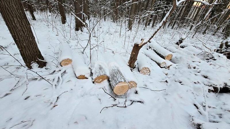 15 деревьев незаконно вырубили в парке «Дружба» во Владимире
