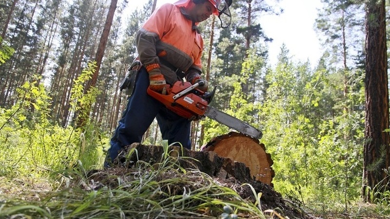 Почти тысячу нарушений выявили в лесах Хабаровского края за год