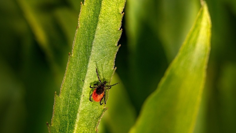 Более 3,6 тыс. человек пострадали от укусов клещей в Самарской области