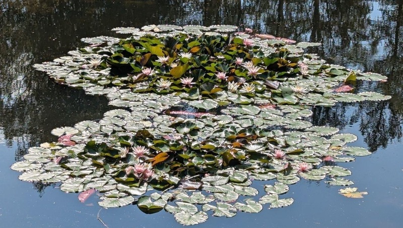 Нимфеи расцвели в Фермском саду Пушкина