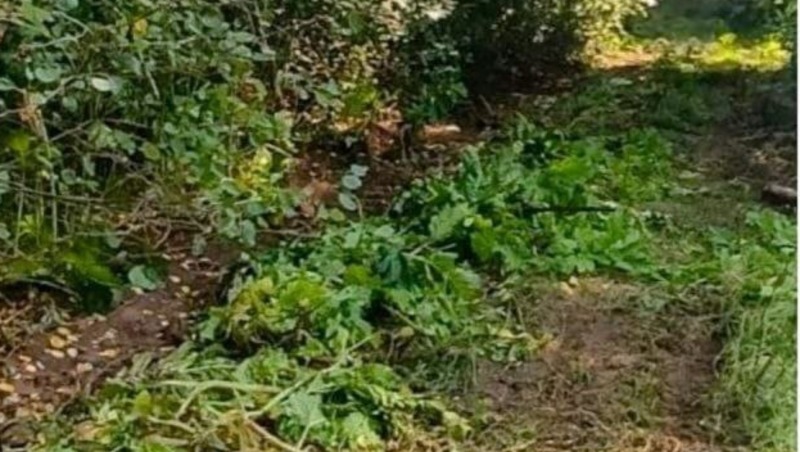 Ликвидацию борщевика в Андреевском участковом лесничестве провели в Ленобласти
