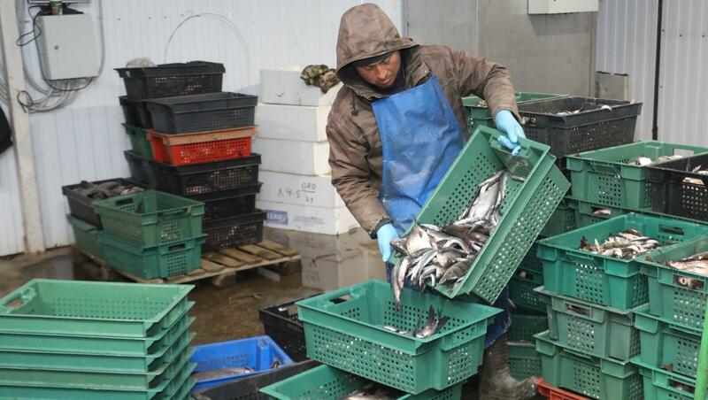 Более 50 торговых точек по продаже корюшки открылись в Петербурге