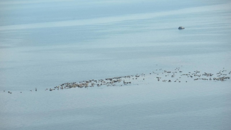 60 тыс. особей достигла численность серого тюленя в Балтике