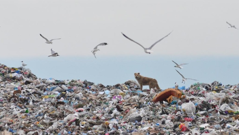 Мусорный полигон «Реал – Кстово» в Кстовском районе прикрыли на 45 дней