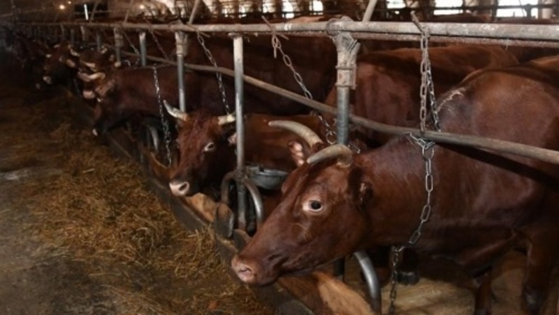 В сельской местности России расширят применение патентной системы налогообложения