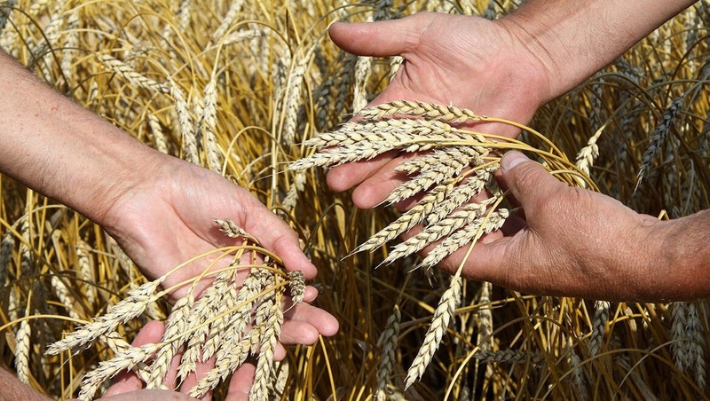 44 новых сорта сельхозкультур создали по нацпроекту в России в 2025 году