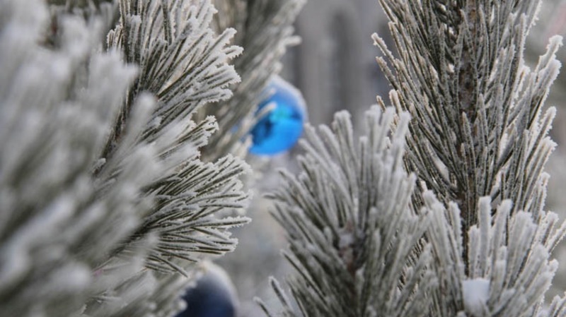 Омичи потратили более 3 млн руб. на новогодние елки