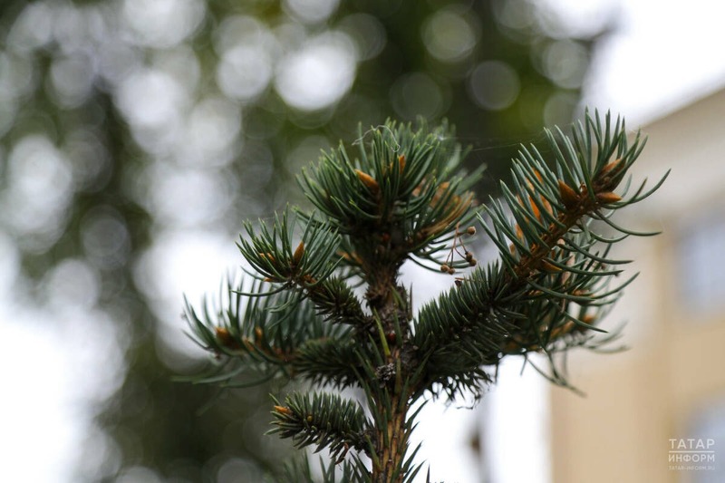 765 молодых деревьев в рамках акции высадили в Тукаевском районе