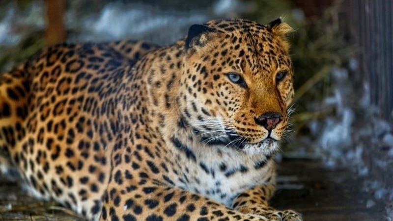 Александр Овечкин поддержал сохранение дальневосточного леопарда