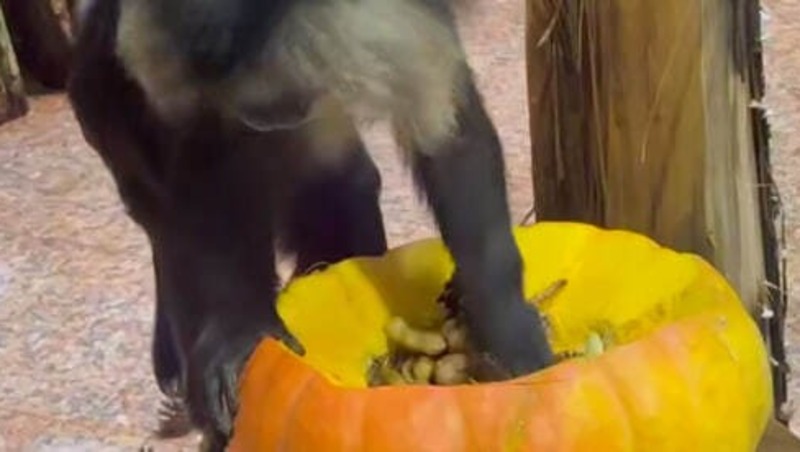 650 кг овощей и фруктов собрали петербуржцы для животных в Ленинградском зоопарке