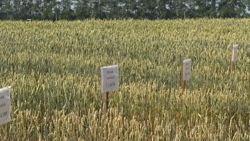 318 тыс. тонн зерна собрали аграрии Владимирской области в 2025 году