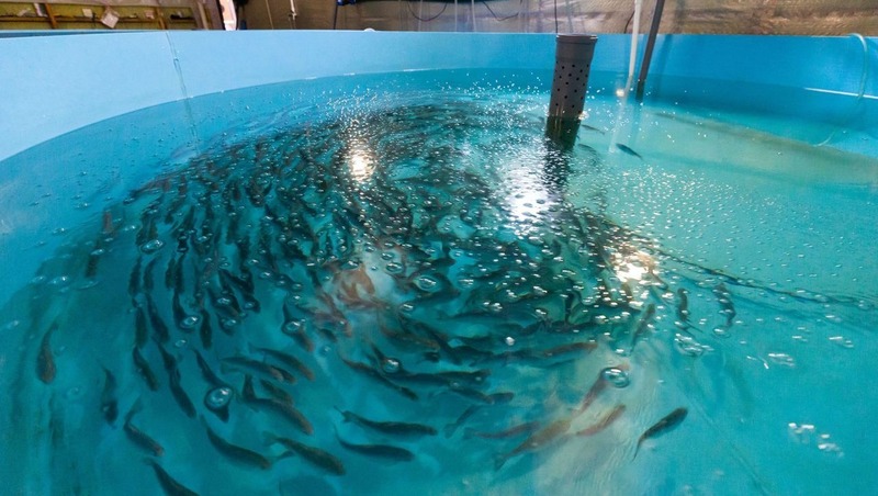 21 млн рублей получат южноуральские рыболовы на закупку мальков